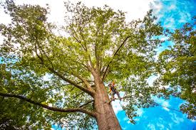 How Our Tree Care Process Works  in  Northchase, NC